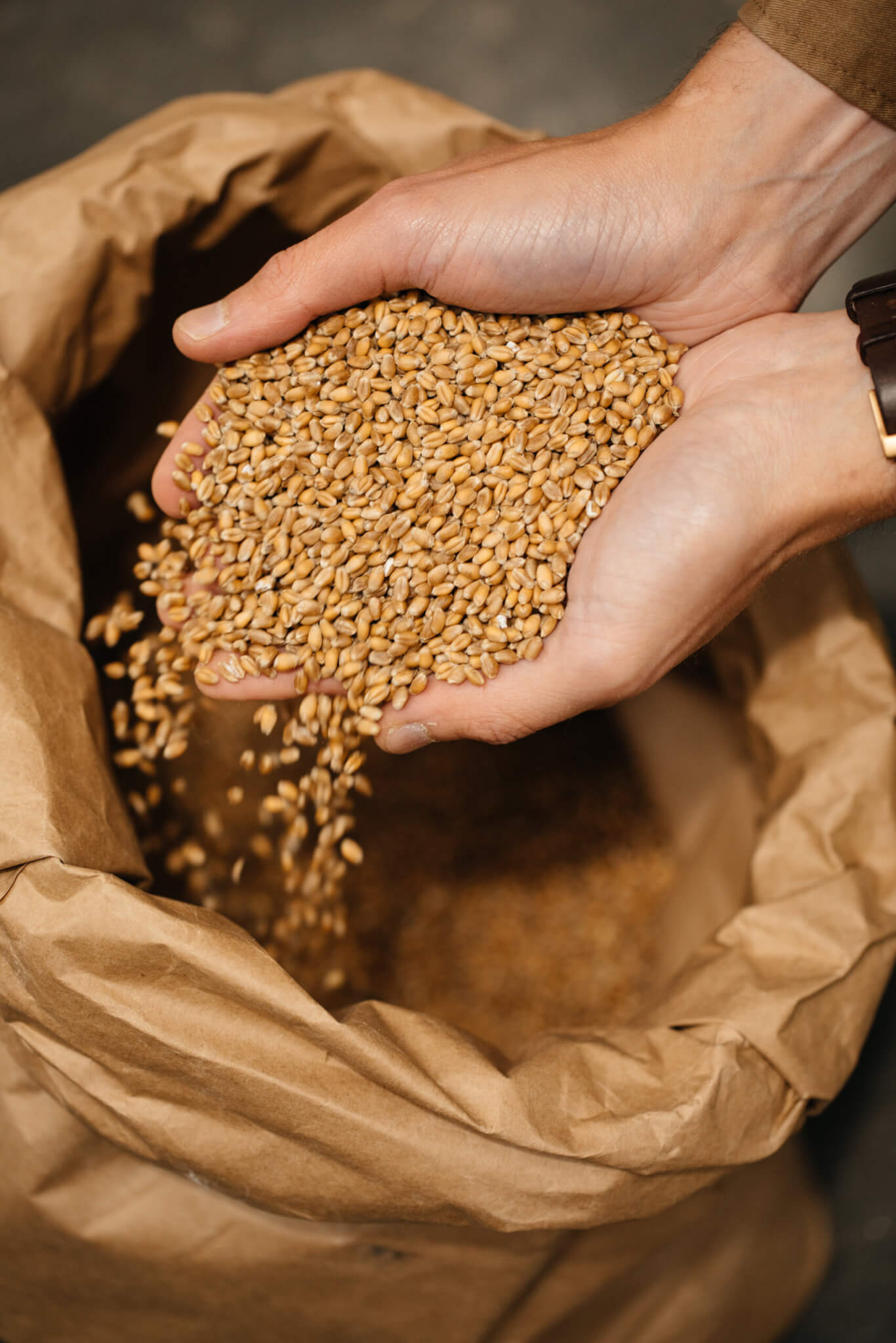 Real Bread Bakers- screening and panel discussion